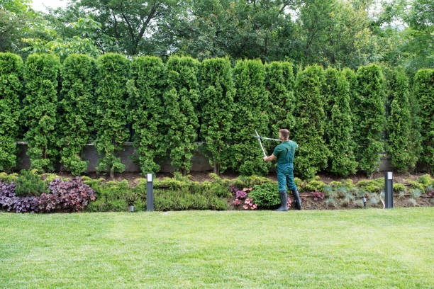 Best Pest Control for Lawns  in Willows, CA